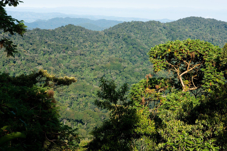 Nyungwe Forest: Zipline Adventure and Canopy Walkway