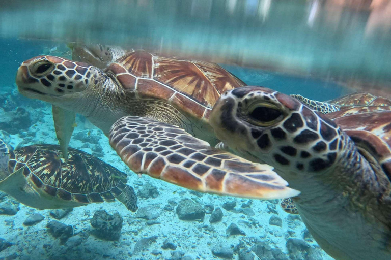 Zanzibar: Salaam cave sea turtles, Star fish & Blue Lagoon Tour without hotel pick up and drop off