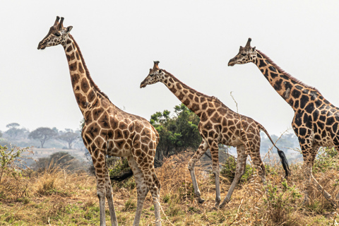 Ouganda : Safari de 3 jours dans le parc national des chutes Murchison