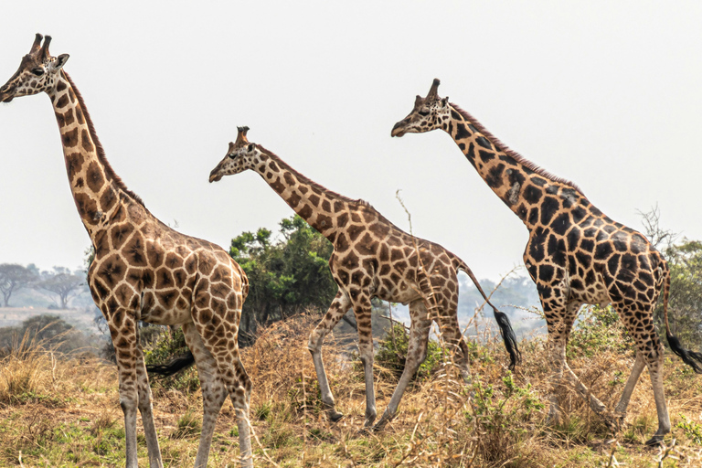 Ouganda : Safari de 3 jours dans le parc national des chutes Murchison