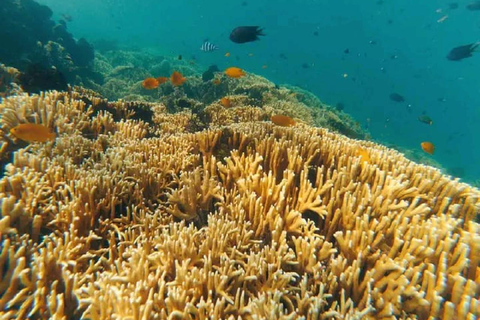 Viagem de 1 dia para mergulho com snorkel em Gili Layar/Gili Gede e Gili Rengit