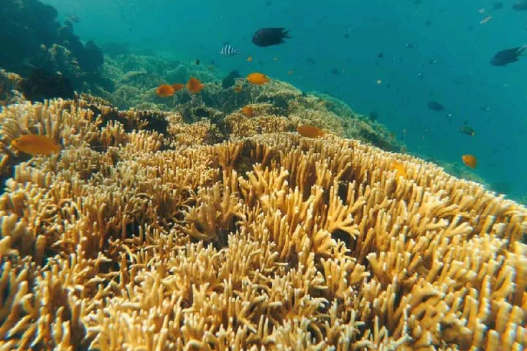 Viagem de 1 dia para mergulho com snorkel em Gili Layar/Gili Gede e Gili Rengit