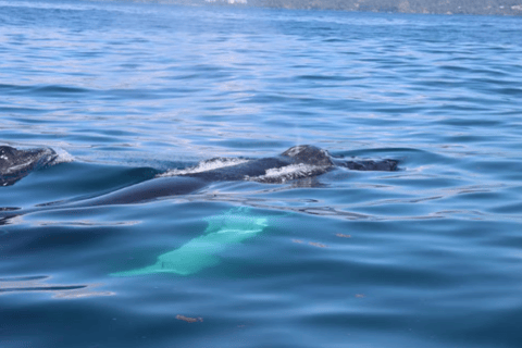 From Punta Cana: Catalina Island Catamaran Cruise with Lunch