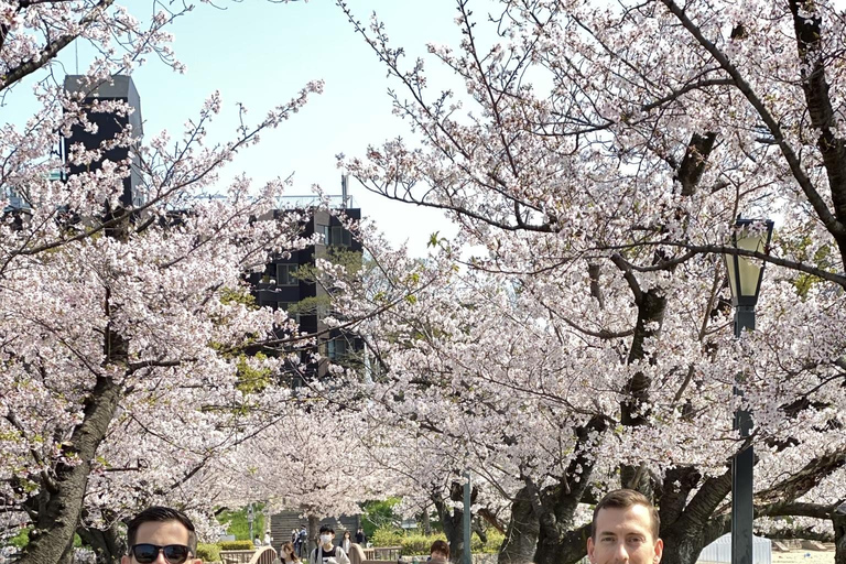 Osaka: Springtime Sakura Picnic "Hanami"