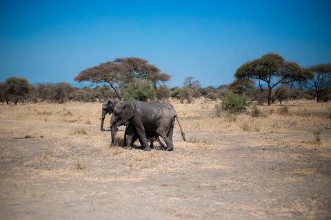 4 days great Serengeti migration safari