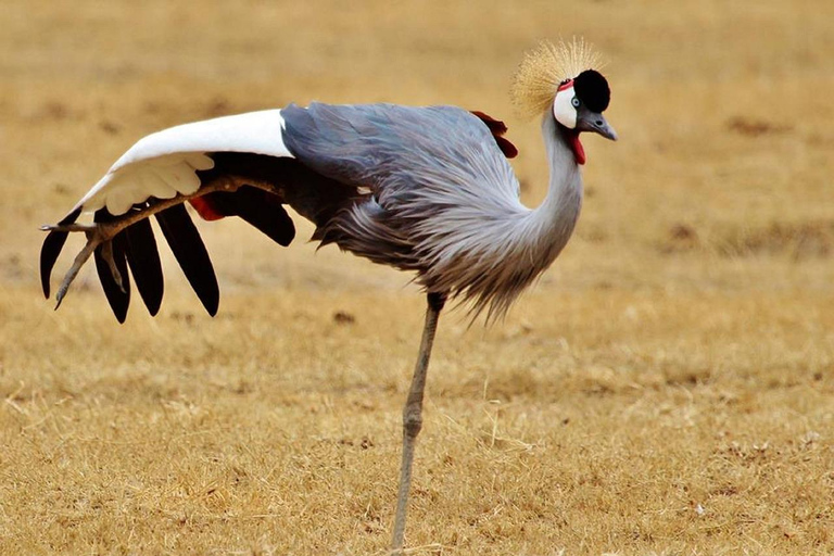 Safaris en camping de 4 jours au Ngorongoro et au Serengeti Np4 jours de safaris en camping au Ngorongoro et au Serengeti Np