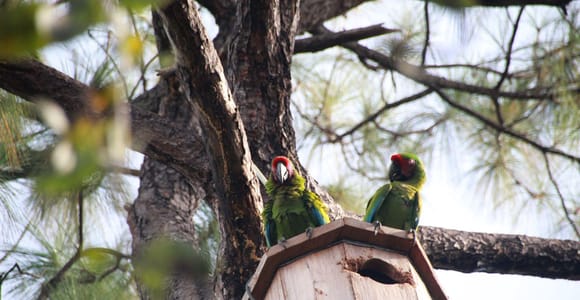 Puerto Vallarta: Guided Tour to the Macaw Sanctuary