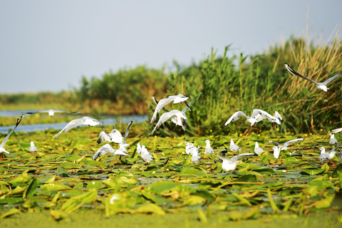 Von Bukarest aus: Tagestour zum Donaudelta