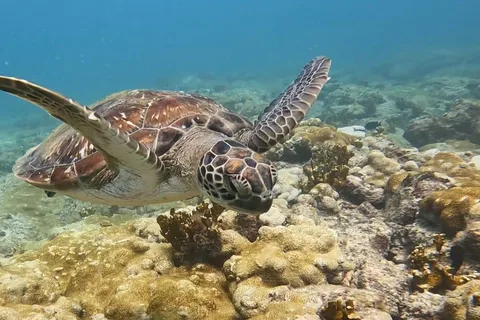 Sal Rei: gita di snorkeling nella baia