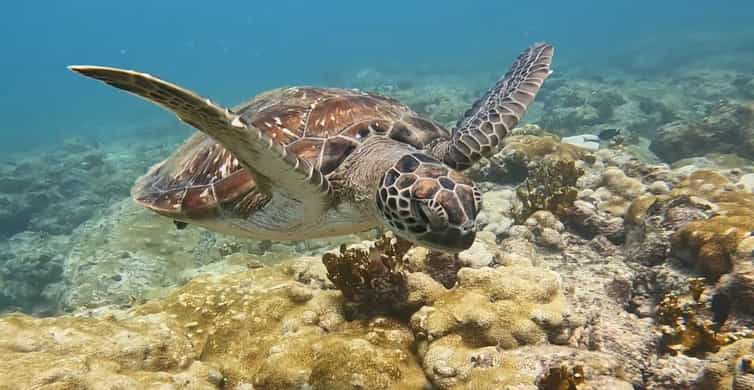 Snorkeling az öbölben