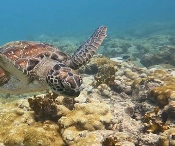 Short Snorkeling Trip