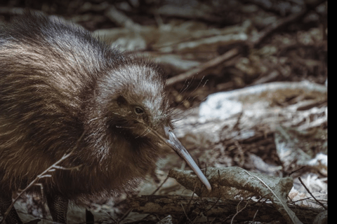 Tawharanui: Kiwi Spotting & Stargazing Tour mit optionalem AufenthaltStandard Tour