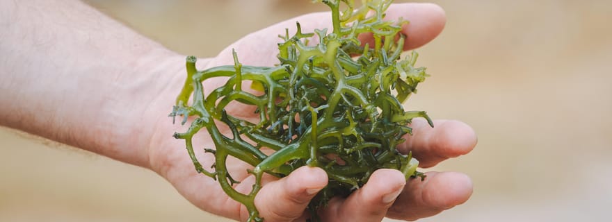 Nusa Penida : Culture durable d'algues et visite de l'est