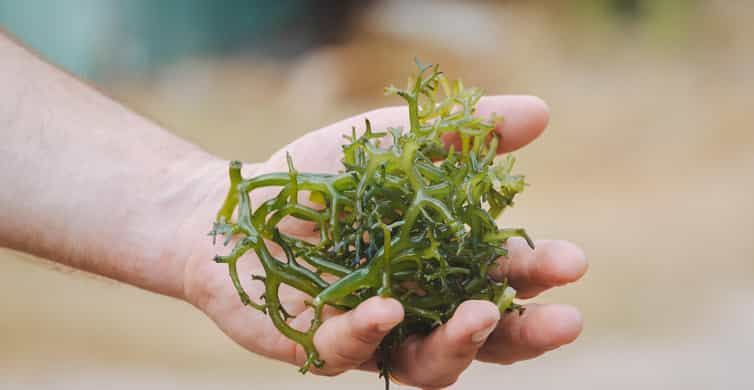 Nusa Penida: Sustainable Seaweed Farming & East Tour