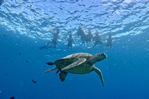 Oahu: Waikiki Turtle Canyon Snorkeling Tour (Small group) Waikiki: Sea Turtle Snorkel (Small group 20 People Max)