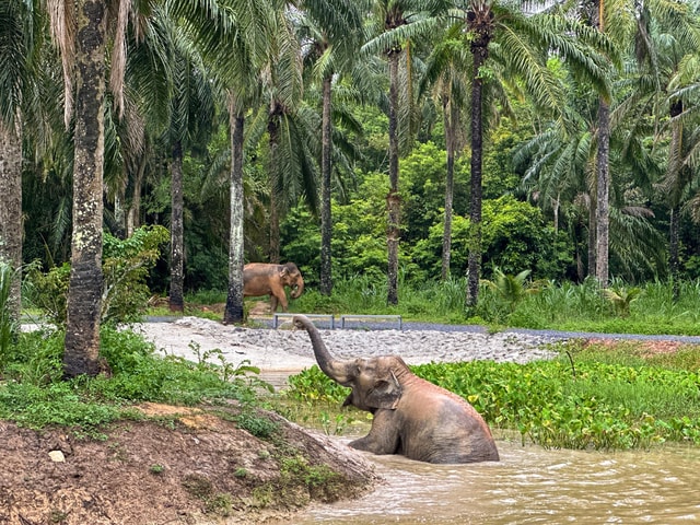Krabi: No-Touching Elephant Sanctuary Half-Day & Meal