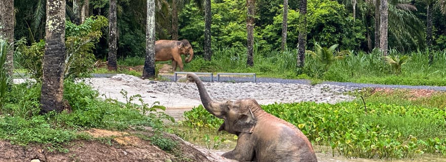 Krabi : demi-journée au sanctuaire des éléphants (sans contact) et repas