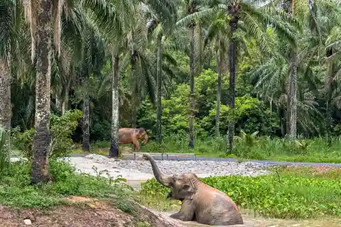 Krabi: Observation-Only Elephant Sanctuary Half-Day & Meal