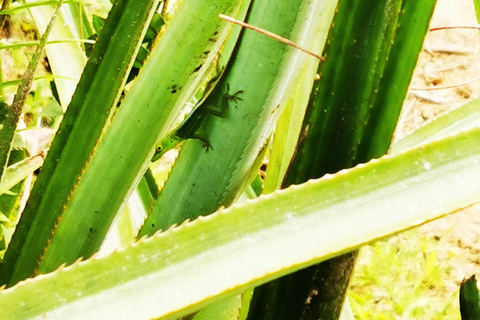 Senderismo en Puerto Plata - Experiencia de Naturaleza y Folclore