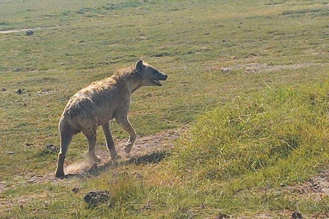 DAY TRIP AMBOSELI NATIONAL PARK FROM NAIROBI BUDGET SAFARI.