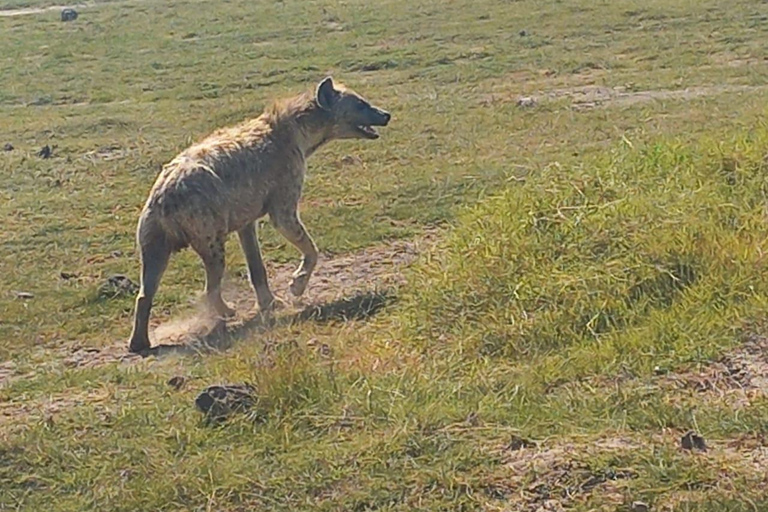 DAY TRIP AMBOSELI NATIONAL PARK FROM NAIROBI BUDGET SAFARI.
