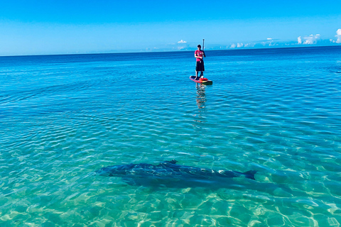 Tour d'avventura con delfini, lamantini e tartarughe marine a Bonita Springs!