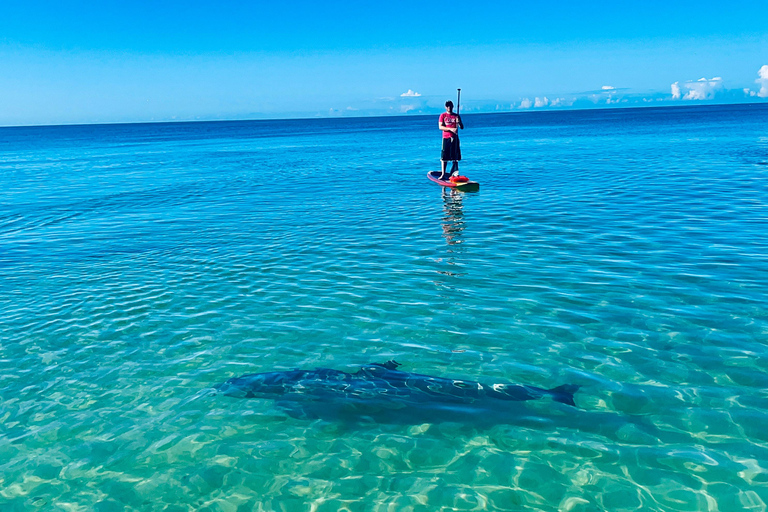Tour d'avventura con delfini, lamantini e tartarughe marine a Bonita Springs!