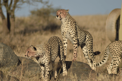 Tanzania: 13-Day Safari & Zanzibar Beach Holiday