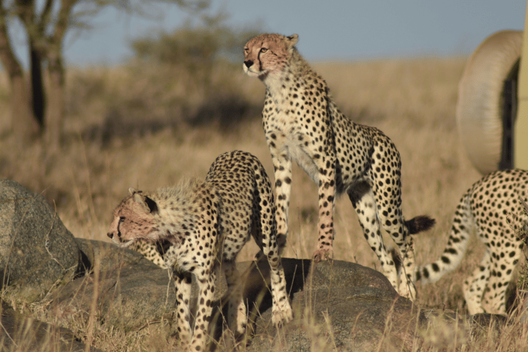 Tanzania: 13-Day Safari & Zanzibar Beach Holiday