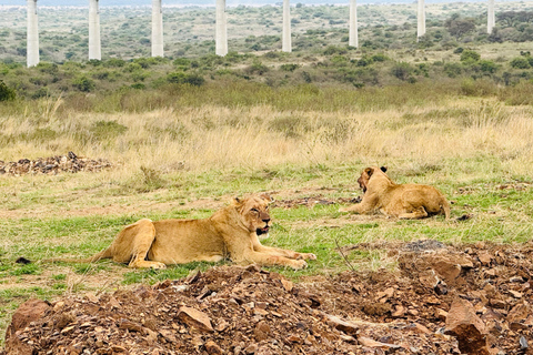 Nairobi Park Safari, Sheldrick's Orphanage & Giraffe Center Shared Drive in Open-Roof Van Game Drive