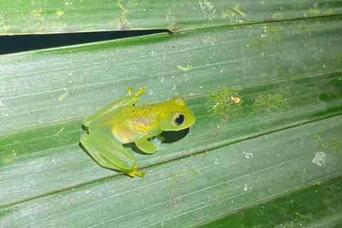 Manuel Antonio: Nachttour mit einem naturkundlichen Führer.Nachttour mit einem naturkundlichen Führer (inklusive Transport)