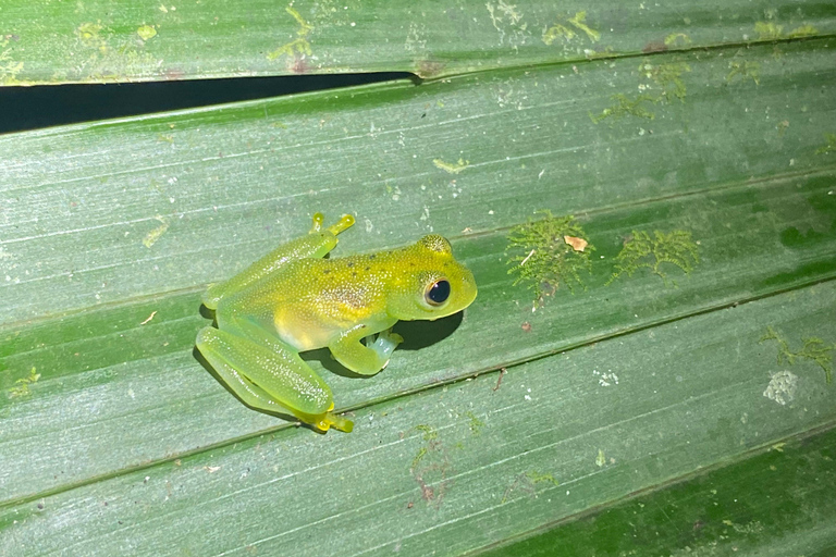 Manuel Antonio: Night tour with a naturalist guide.