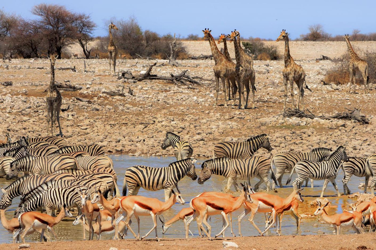 Windhoek: 3-Day Guided Safari in Etosha with Lodge
