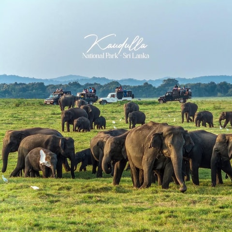 Kaudulla National Park: privé-safari met olifanten en wilde dieren