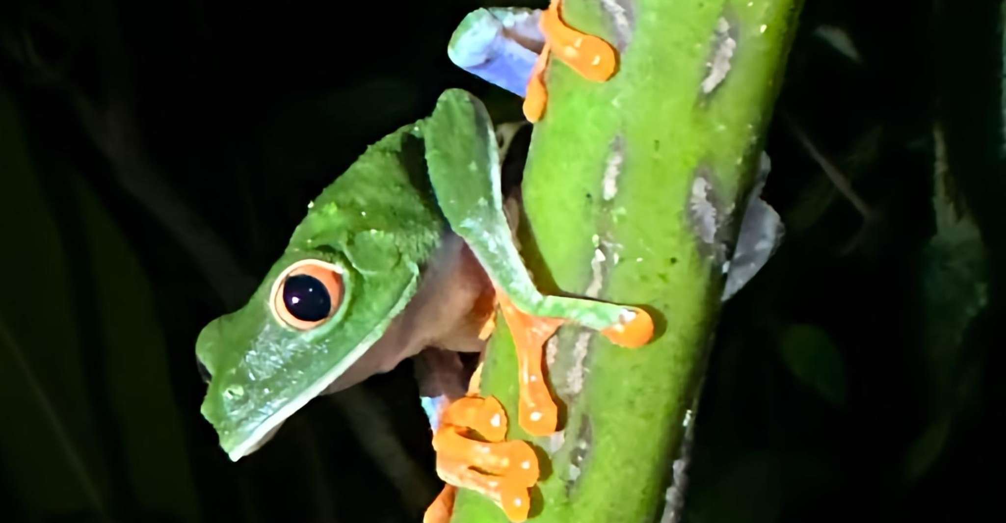 La Fortuna Night Walk in a High Biodiversity Rainforest - Housity