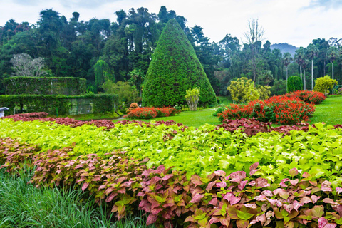 Golden Hills: Colmbo to Kandy Full-Day Tour
