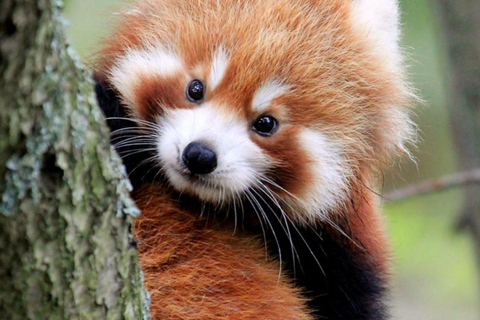 Macau: Private Tour with Red Panda and Fun Vegetarian Lunch