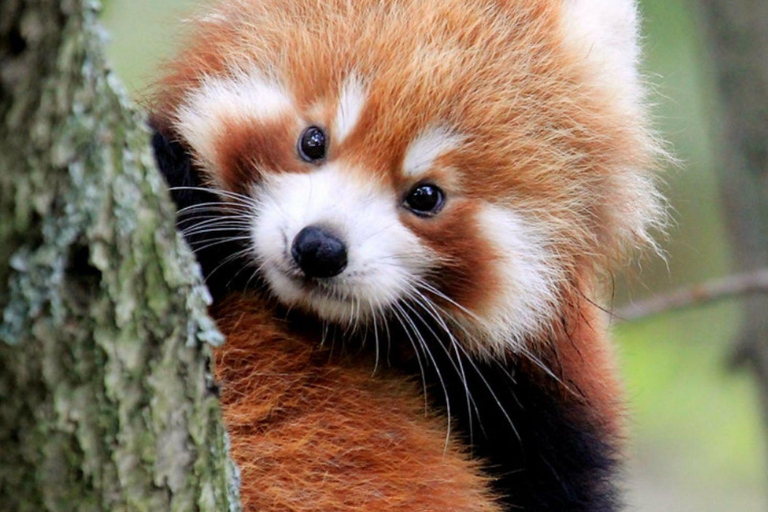 Macau: Private Tour with Red Panda and Fun Vegetarian Lunch