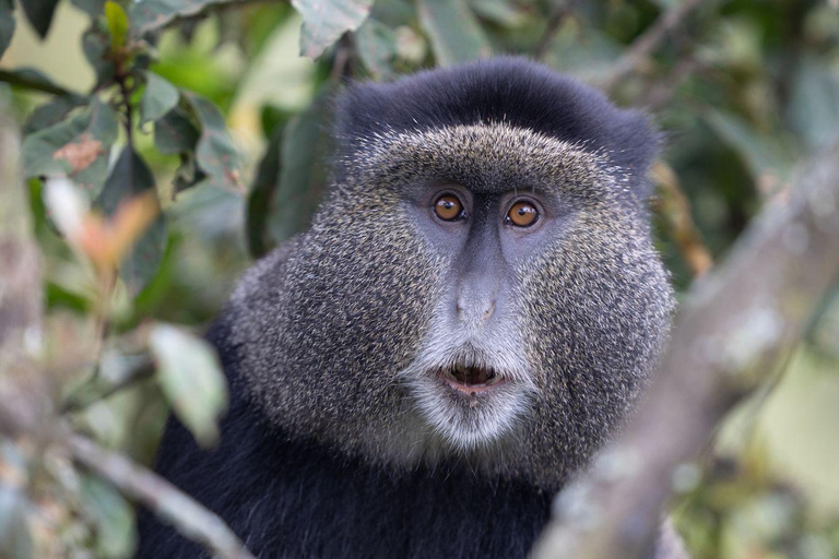 Kigali : randonnée de trois jours à la rencontre des primates dans le parc national des volcansParc national des volcans de Kigali : trek de 3 jours