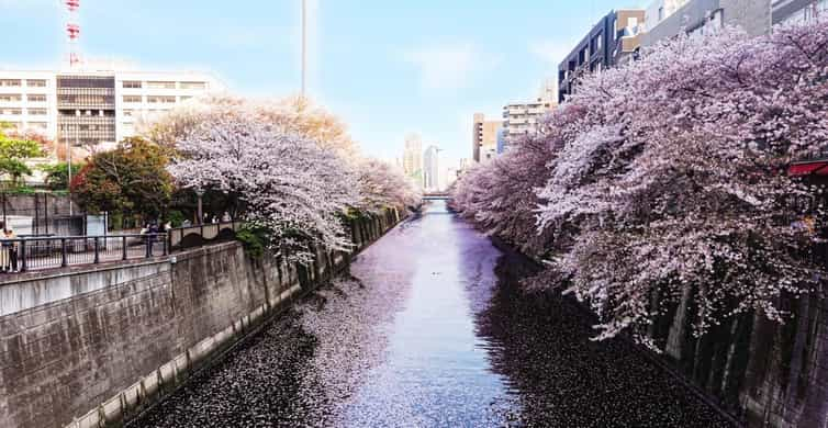 Fioritura dei Ciliegi in Giappone: Hanami 2024 Guida Completa