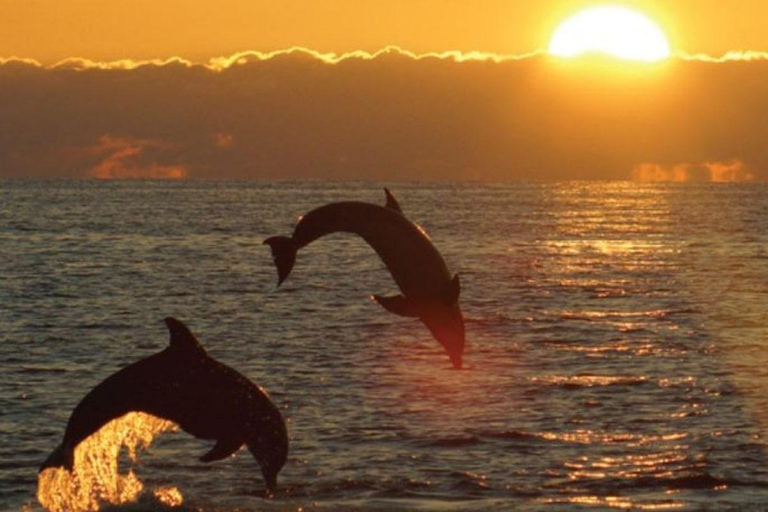 Medulin: 3h Ultra ALL-INCLUSIVE Sunset Dolphin Boat trip 3hours Dolphin Sunset watching with drinks+dinner sandraboat