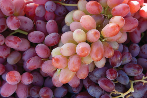 Tour particular de degustação de vinhos em Lodi Personalizado para grupos de 1 a 14 pessoas