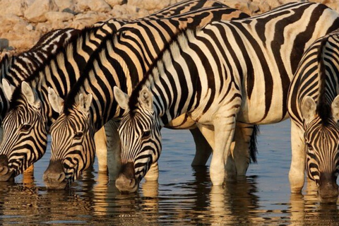 From Kigali: 1-Day Akagera National Park With Picnic Lunch