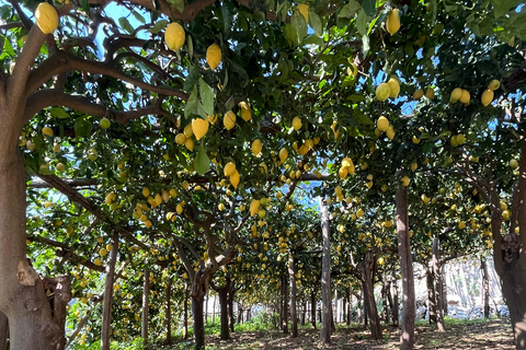 Z Positano: Wycieczka cytrynowa z degustacją i transferem