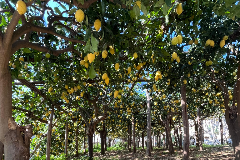 Z Positano: Wycieczka cytrynowa z degustacją i transferem