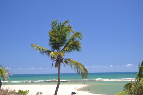 Salvador North Shore: Beach Hopping Tour to Praia do Forte