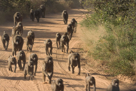 Nairobi Catorce, Chania y Cascadas de Thika Tour privado