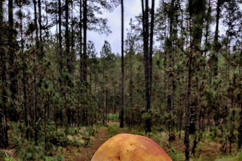 Oaxaca: Hiking in the Mushroom Forest of Cuajimoloyas