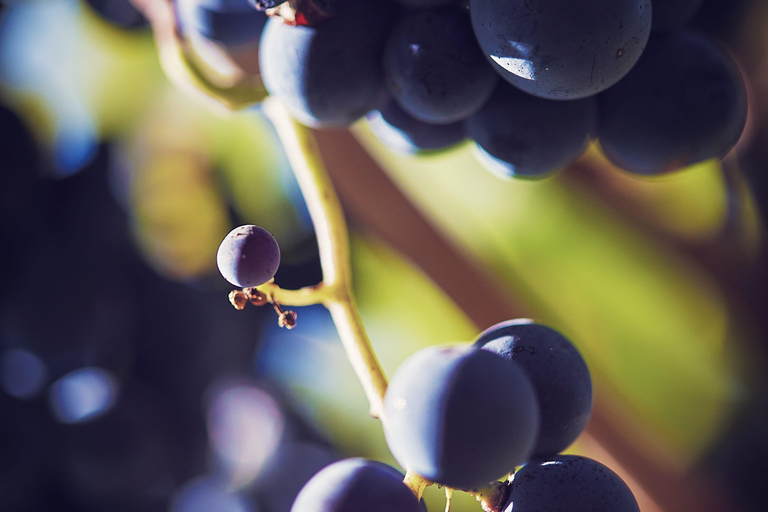 Château Arton : VISITA Y CATA DE VINOS