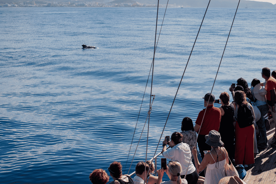 Costa Adeje: Wal- und Delfinbeobachtung mit Schwimmen. Foto: GetYourGuide